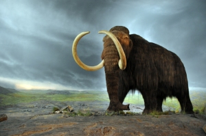 Woolly mammoth - saving us from global warming? Credit: Flying Puffin distributed under a CC-BY 2.0 license.