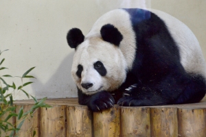 Tian Tian, Edinburgh Zoo's giant panda