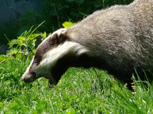 Badger culling remains a controversial issue in the face of limited evidence as to its efffectiveness.